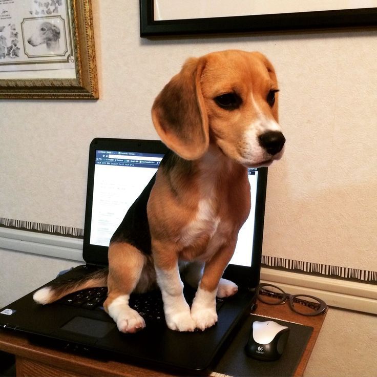 ¡Beagle en la computadora portátil!  #beagle en la Laptop!!  |  Lindos beagles, bebé...