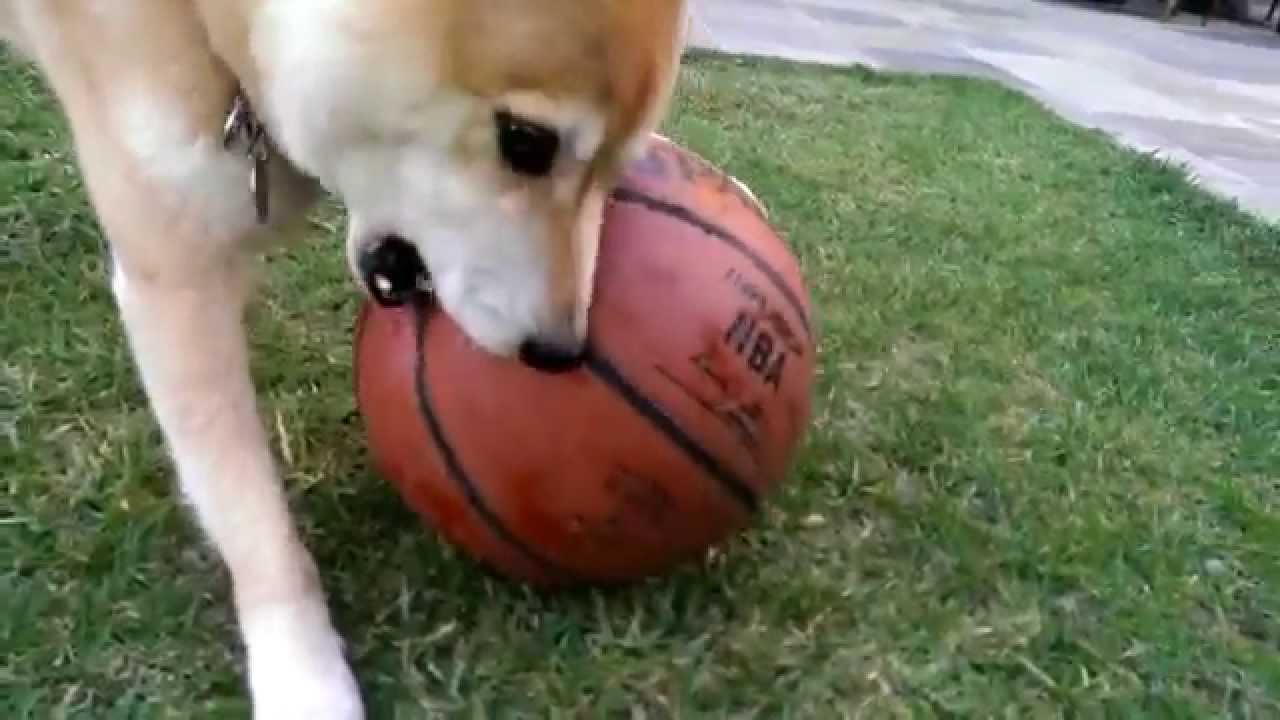 Shiba Inu y Bunny jugando baloncesto - YouTube