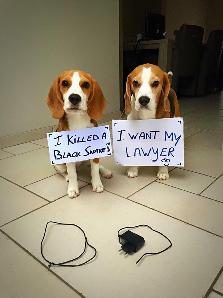 abogado #cargador de celular #divertido #cachorro #lindo |  Lindos beagles...