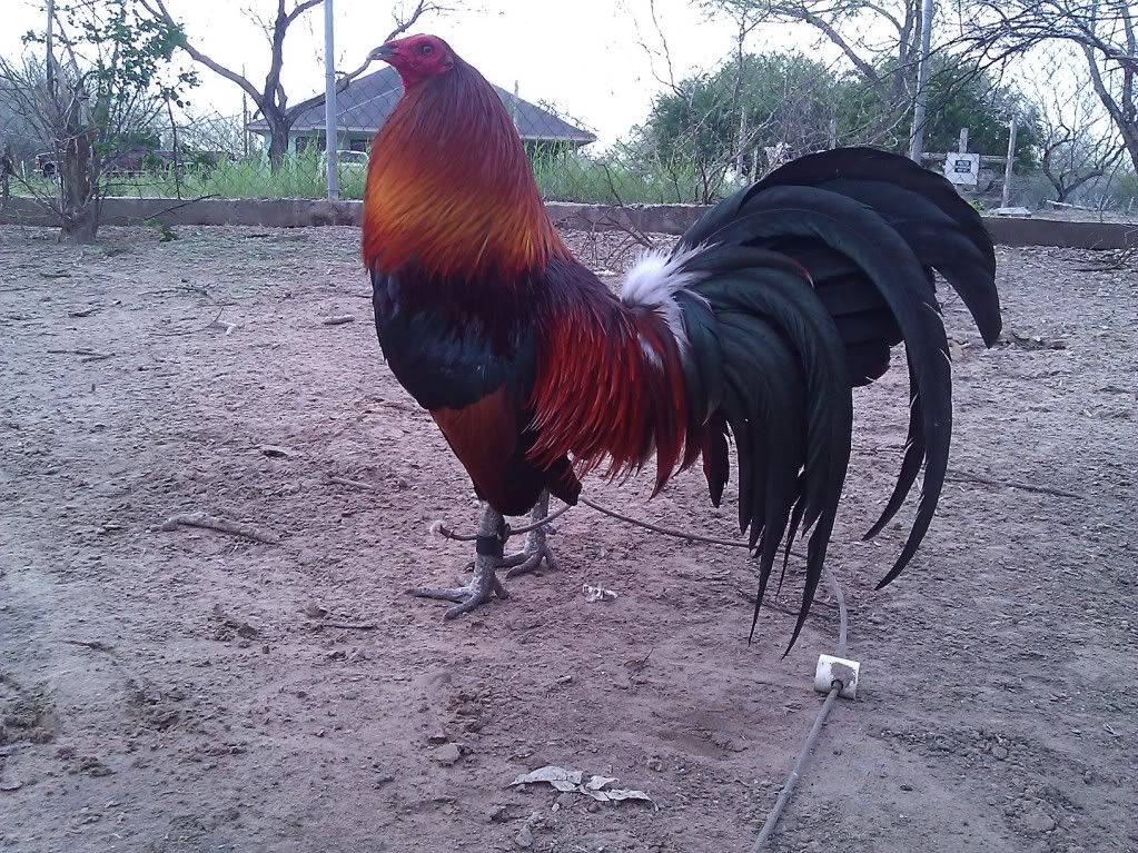 Gallo Mexicano