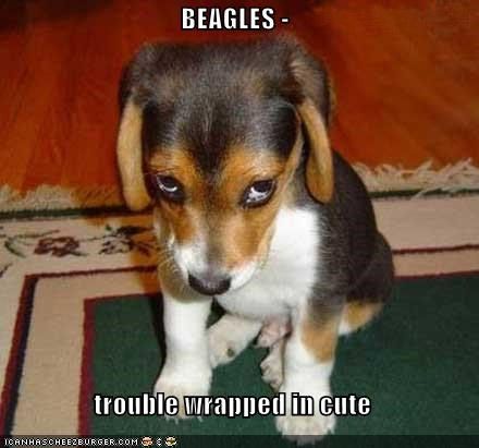 BEAGLES |  Fotos divertidas de cachorros, Perro culpable, Cachorros graciosos