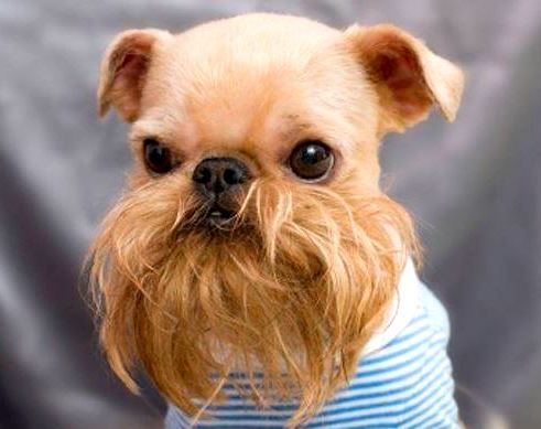 25 mascotas con vello facial hilarante |  Barba canina, Peluquería canina...