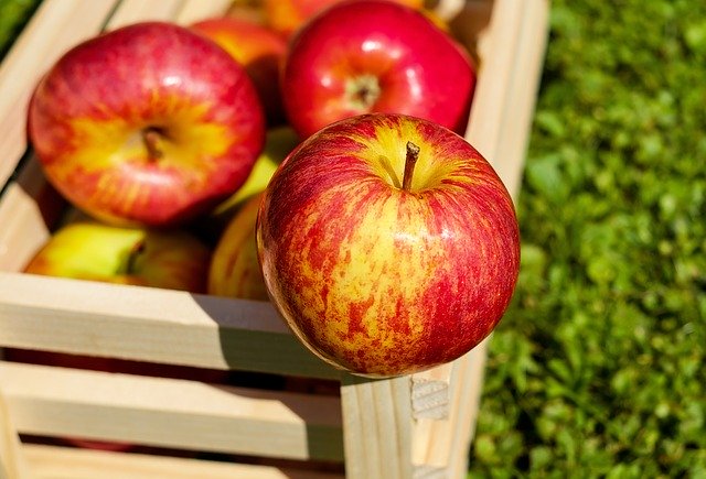 ¿Son las manzanas saludables para los erizos?