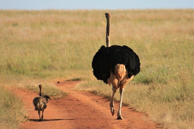 Fotos, vídeos y datos del avestruz bebé