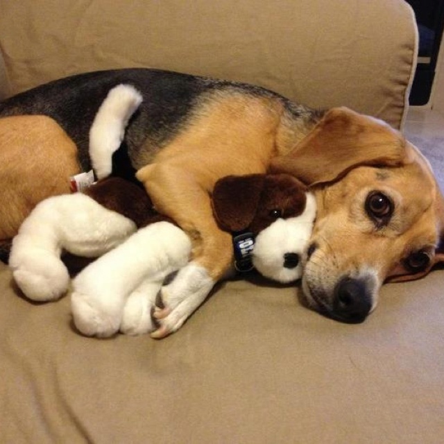 10 Beagles que no tienen idea de lo divertidos que lucen