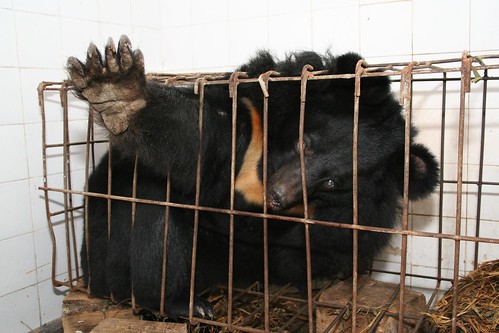 10 hechos impactantes sobre el cultivo de bilis de oso