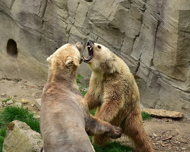 Comparación de peleas entre osos y panteras: ¿quién ganaría?