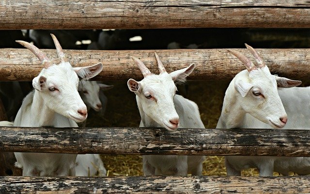 Beneficios de los pepinos para las cabras.