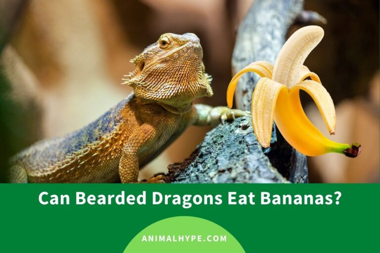 ¿Pueden los dragones barbudos comer plátanos?