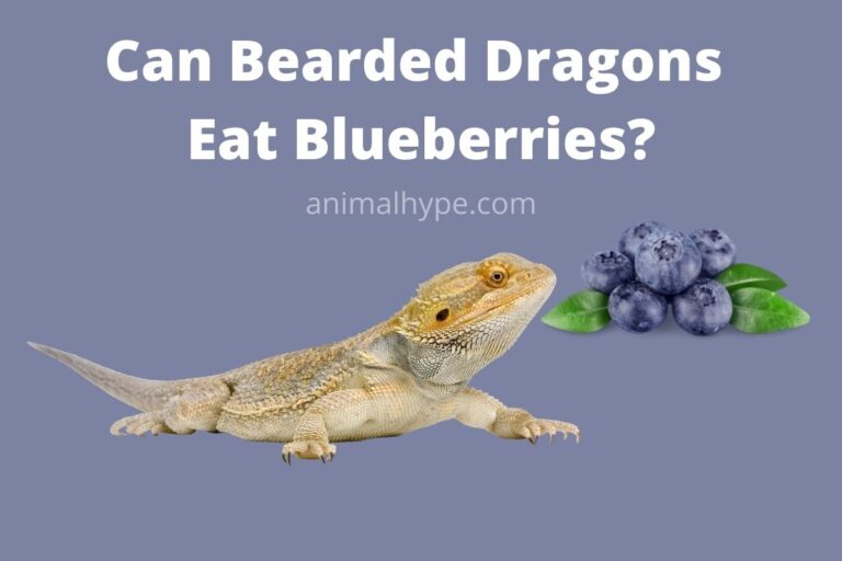 ¿Pueden los dragones barbudos comer arándanos?