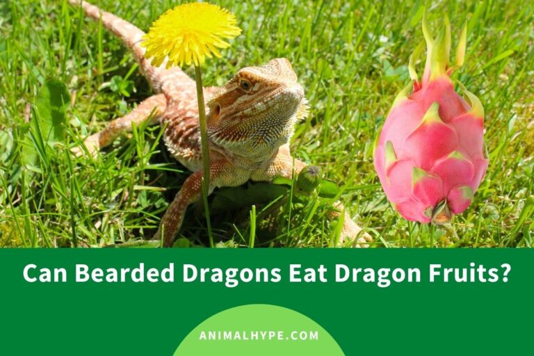 ¿Pueden los dragones barbudos comer frutas del dragón?