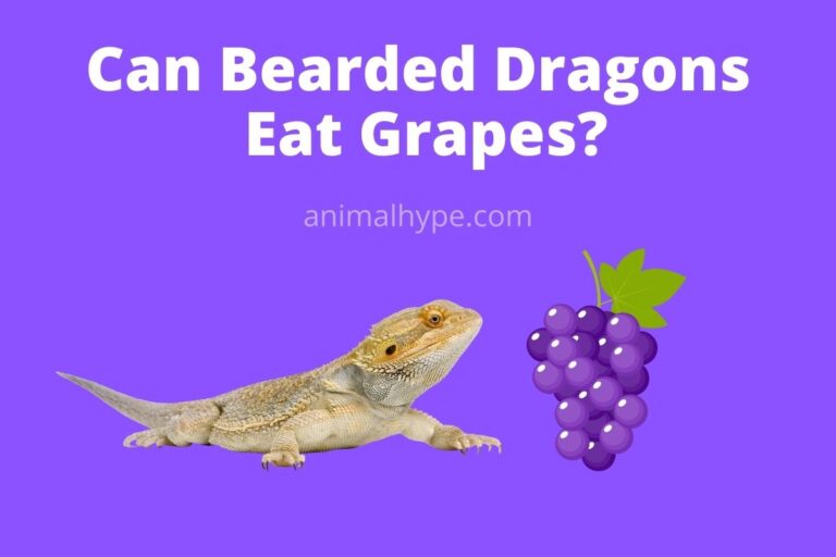 ¿Pueden los dragones barbudos comer uvas?