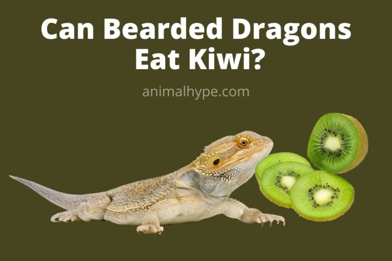 ¿Pueden los dragones barbudos comer kiwi?