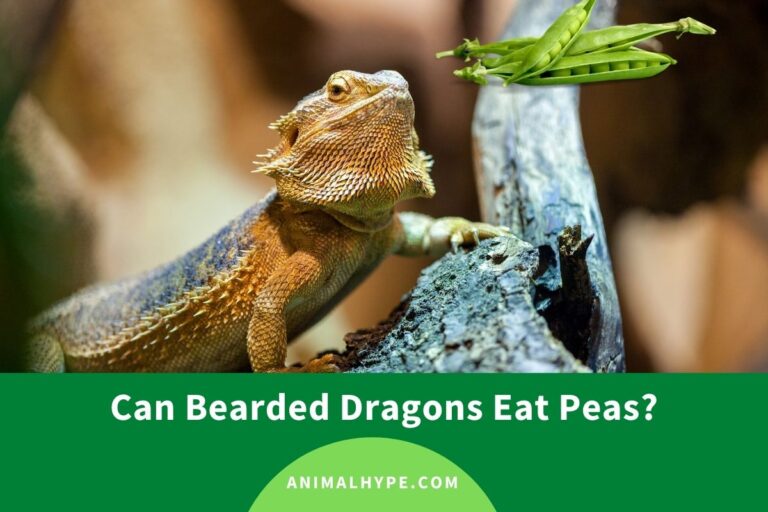 ¿Pueden los dragones barbudos comer guisantes?