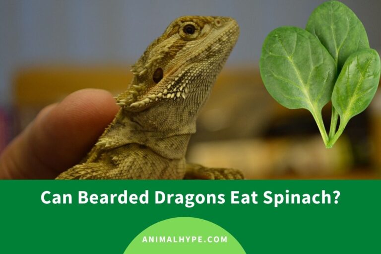 ¿Pueden los dragones barbudos comer espinacas?