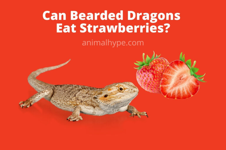 ¿Pueden los dragones barbudos comer fresas?