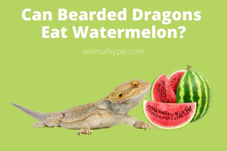 ¿Pueden los dragones barbudos comer sandía?