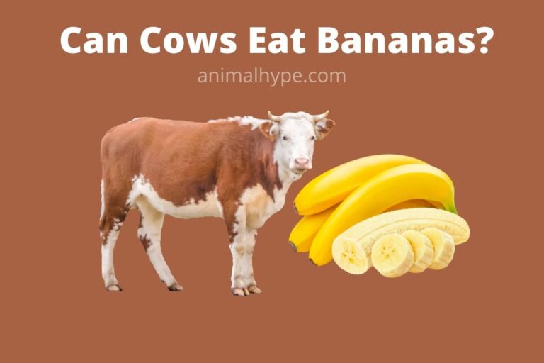 ¿Pueden las vacas comer plátanos?  – Exageración animal