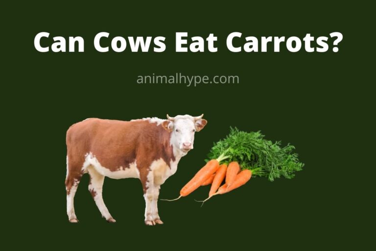 ¿Pueden las vacas comer zanahorias?  – Exageración animal