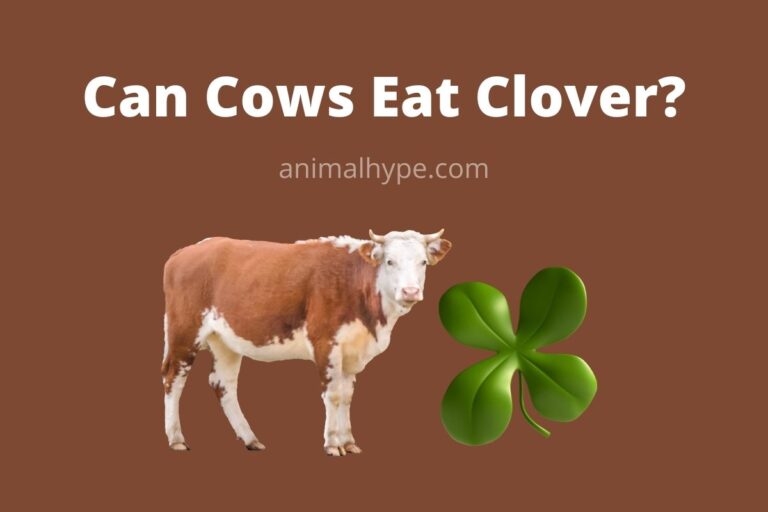 ¿Pueden las vacas comer trébol?  – Exageración animal