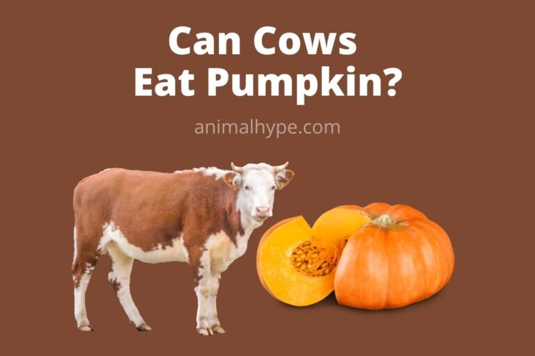 ¿Pueden las vacas comer calabazas?  – Exageración animal