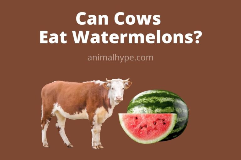 ¿Pueden las vacas comer sandía?  – Exageración animal