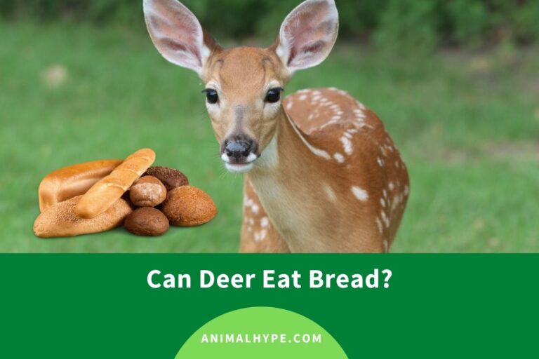 ¿Pueden los ciervos comer pan?  – Exageración animal