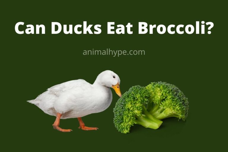 ¿Pueden los patos comer brócoli?  – Exageración animal