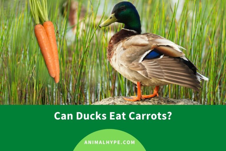 ¿Pueden los patos comer zanahorias?  – Exageración animal