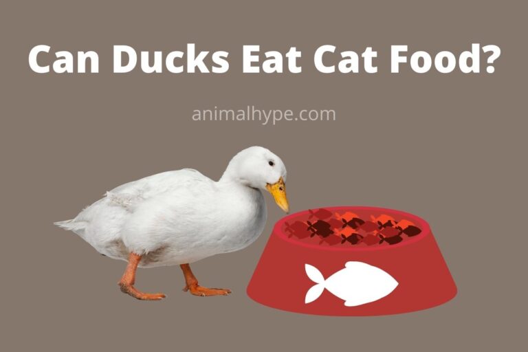 ¿Pueden los patos comer comida para gatos?
