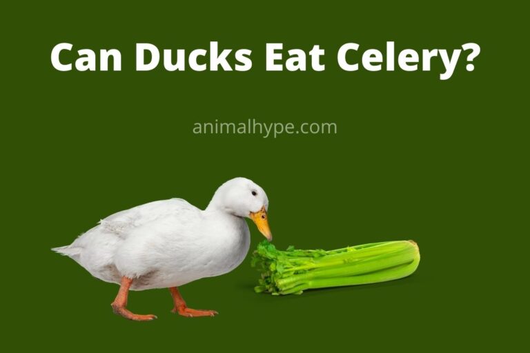 ¿Pueden los patos comer apio?  – Exageración animal