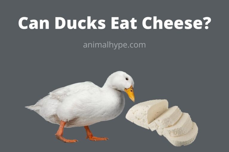 ¿Pueden los patos comer queso?  – Exageración animal