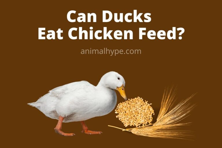 ¿Pueden los patos comer pienso para pollos?
