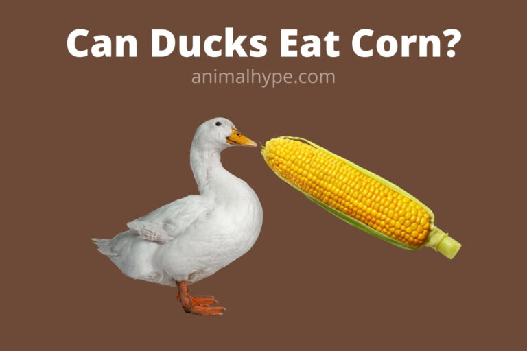 ¿Pueden los patos comer maíz?  – Exageración animal