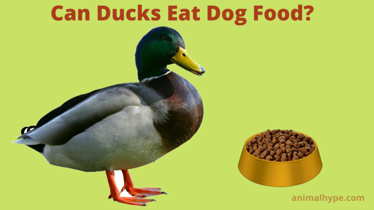 ¿Pueden los patos comer comida para perros?