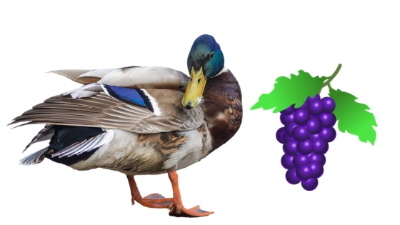 ¿Pueden los patos comer uvas?