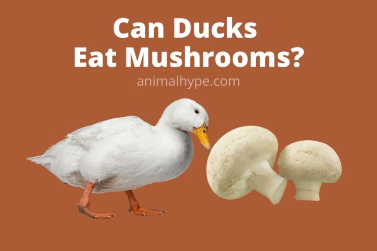 ¿Pueden los patos comer hongos?  – Exageración animal