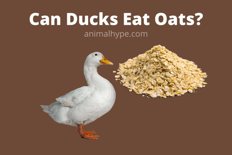 ¿Pueden los patos comer avena?  – Exageración animal