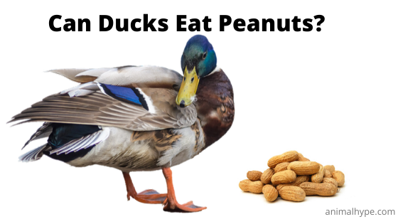 ¿Pueden los patos comer maní?  – Exageración animal