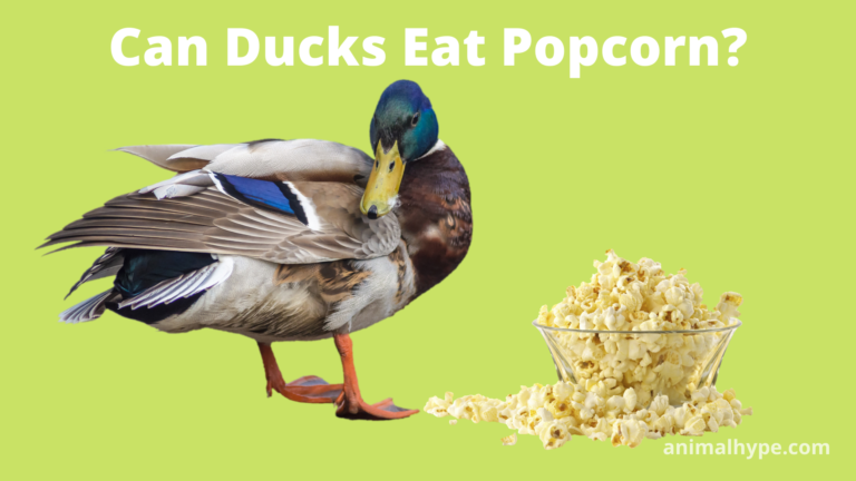 ¿Pueden los patos comer palomitas de maíz?  – Exageración animal