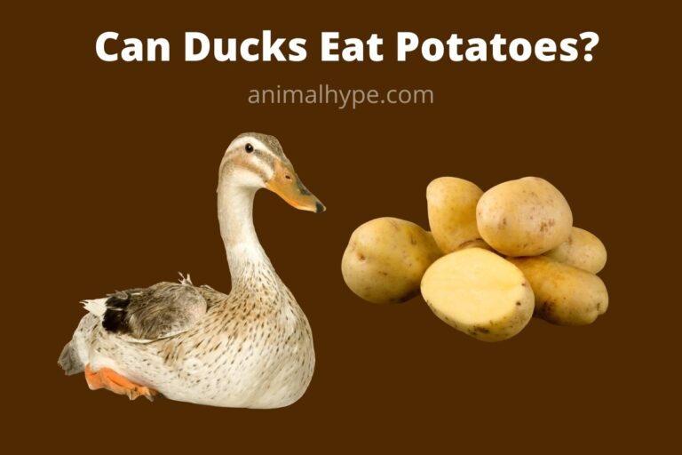 ¿Pueden los patos comer patatas?  – Exageración animal
