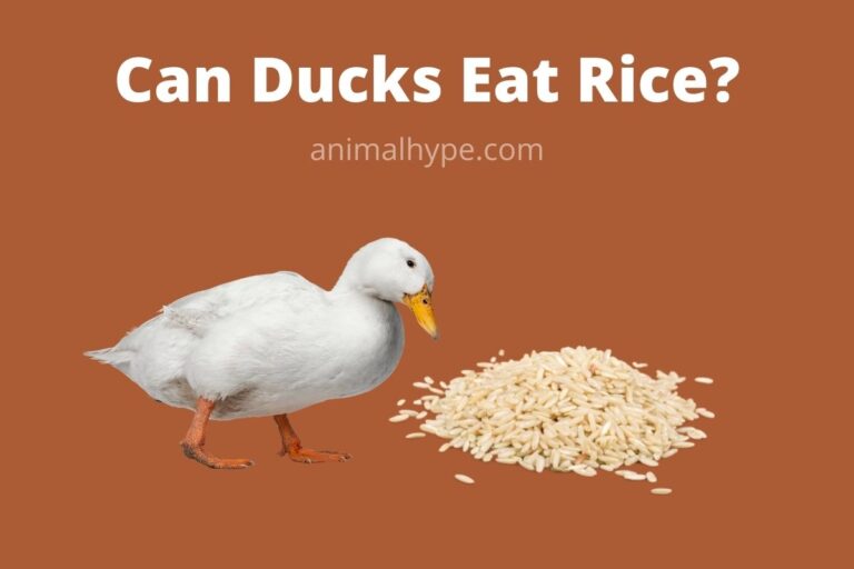 ¿Pueden los patos comer arroz?  – Exageración animal