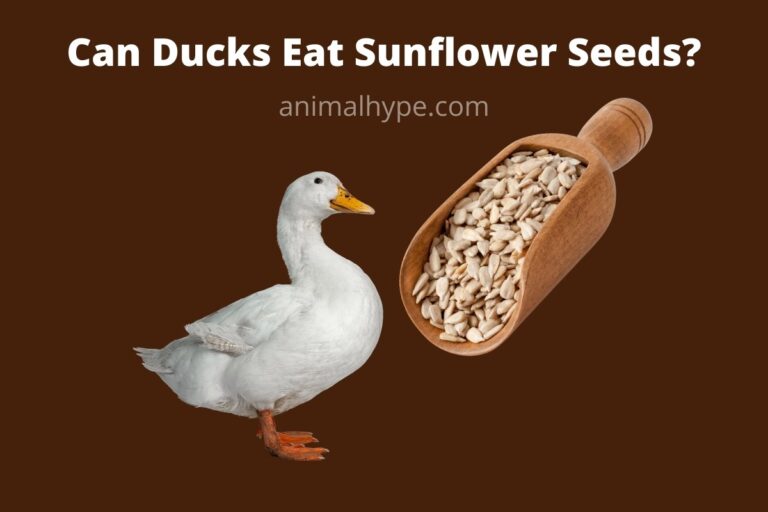 ¿Pueden los patos comer semillas de girasol?