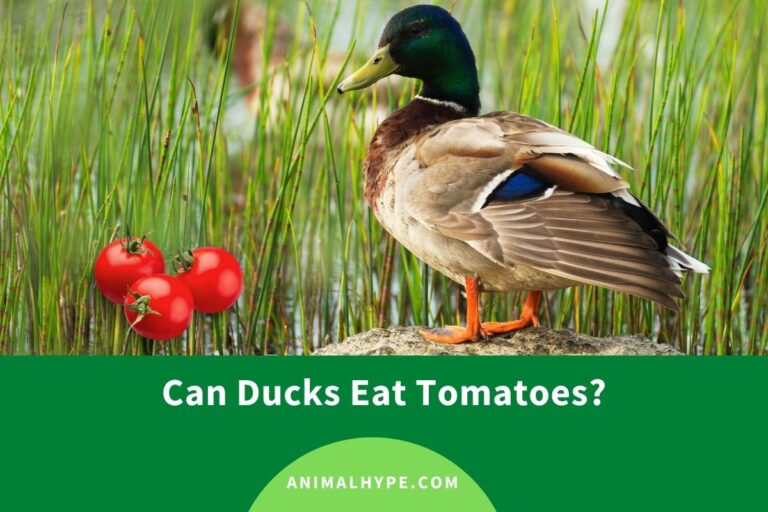 ¿Pueden los patos comer tomates?  – Exageración animal