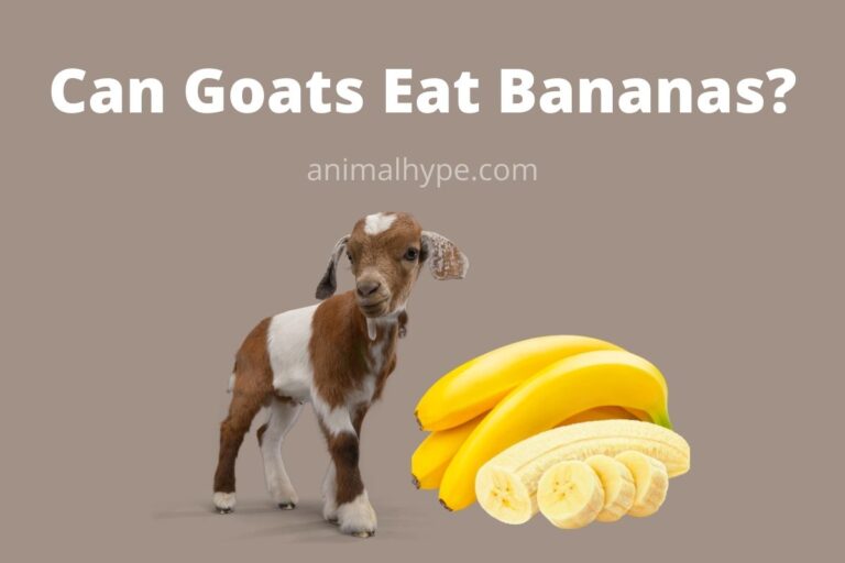 ¿Pueden las cabras comer plátanos?  – Exageración animal
