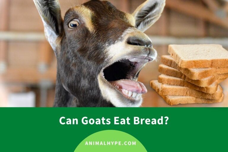 ¿Pueden las cabras comer pan?  – Exageración animal