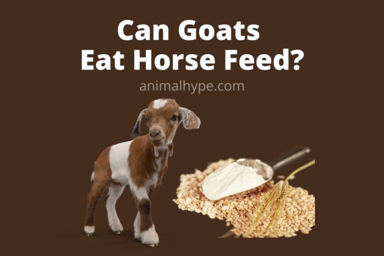 ¿Pueden las cabras comer pienso para caballos?