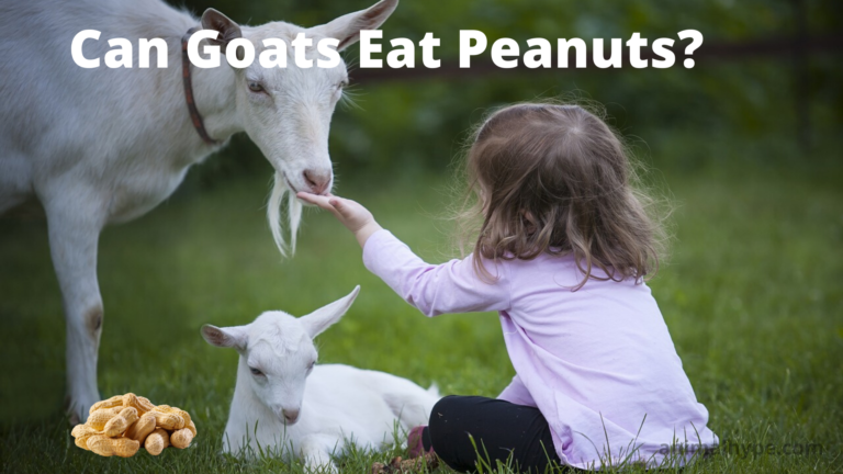 ¿Pueden las cabras comer maní?  – Exageración animal
