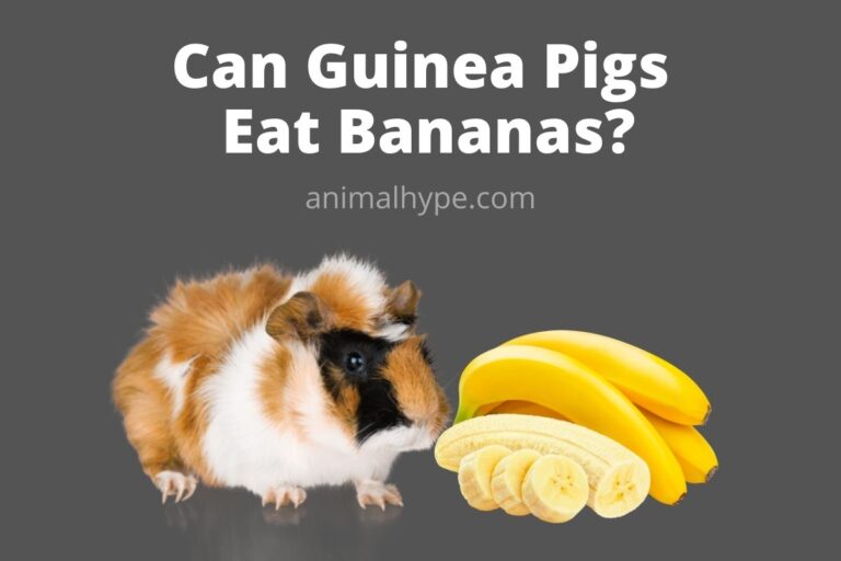 ¿Pueden las cobayas comer plátanos?