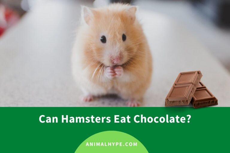 ¿Pueden los hámsteres comer chocolate?  – Exageración animal